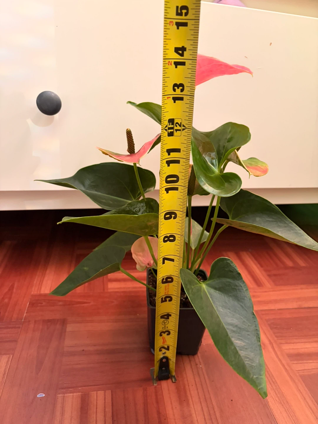 Anthurium - photo 5