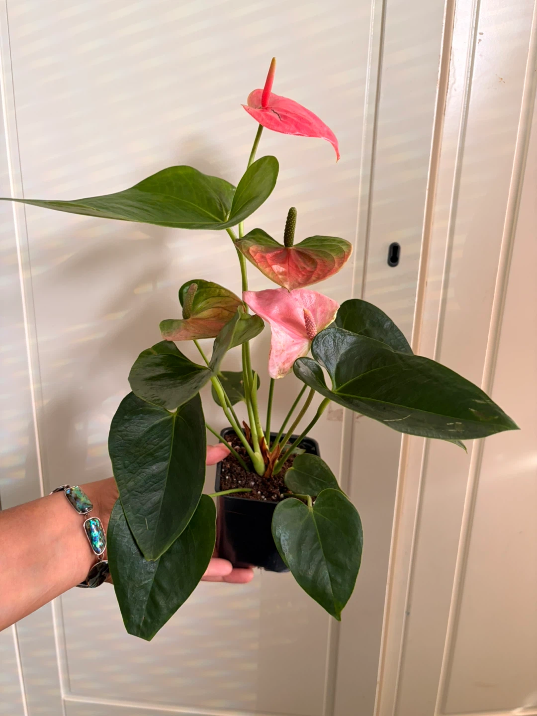 Anthurium