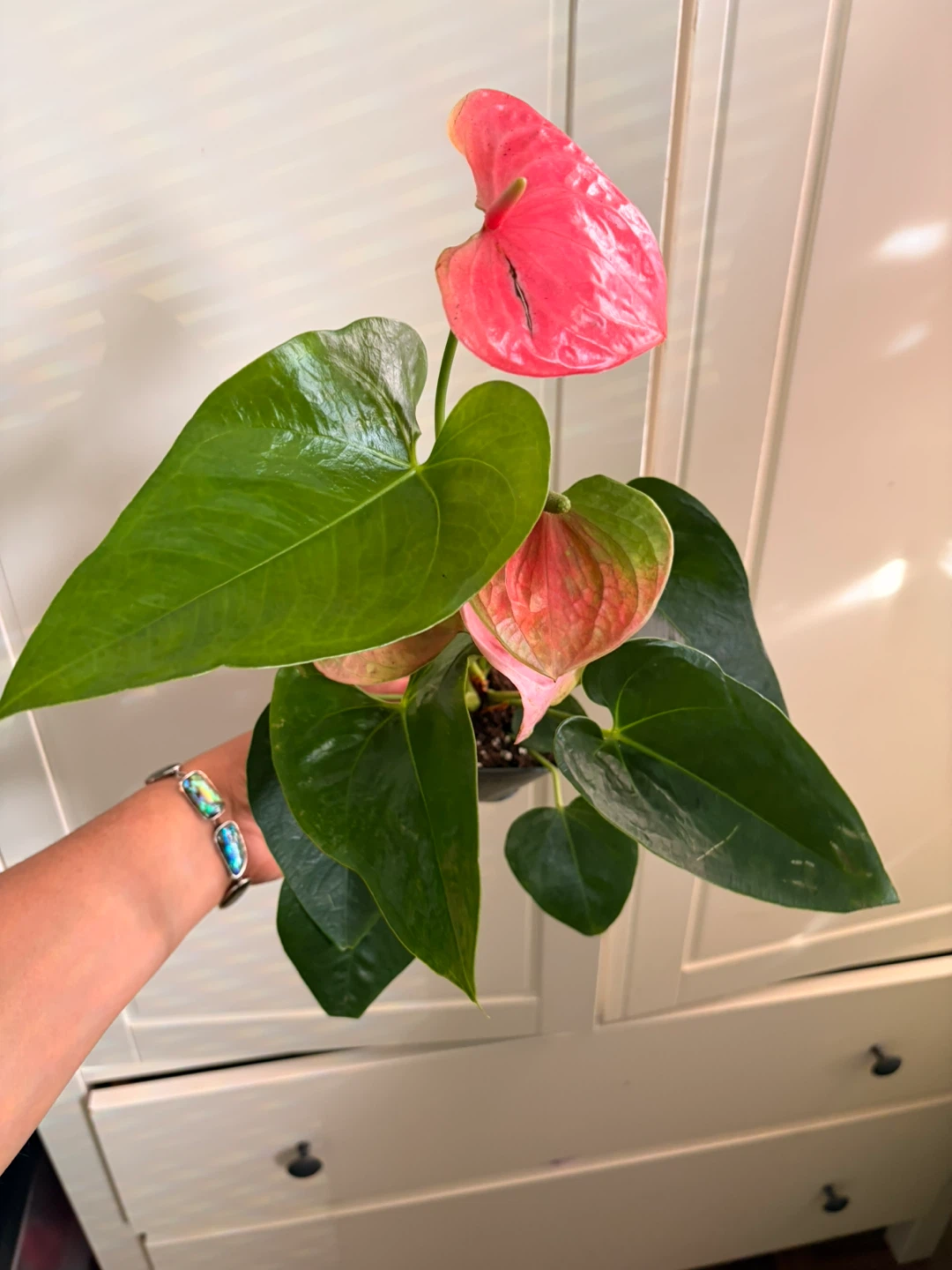 Anthurium - photo 2