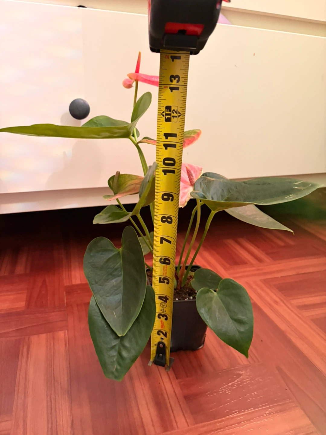 Anthurium - photo 3