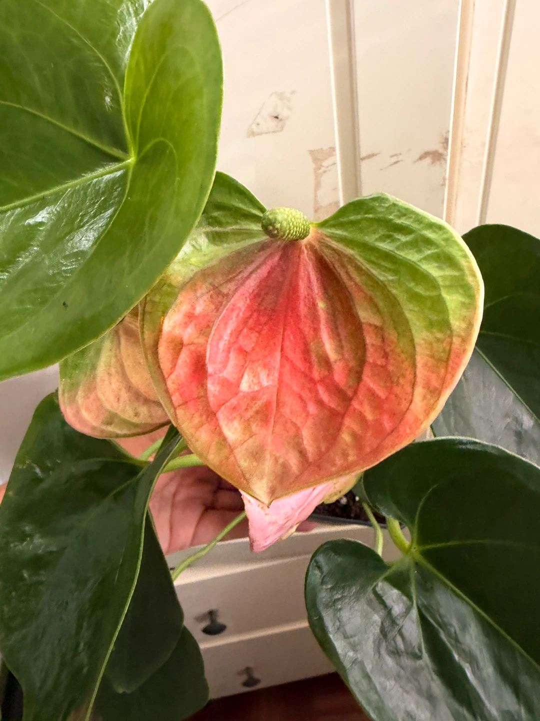 Anthurium - photo 4