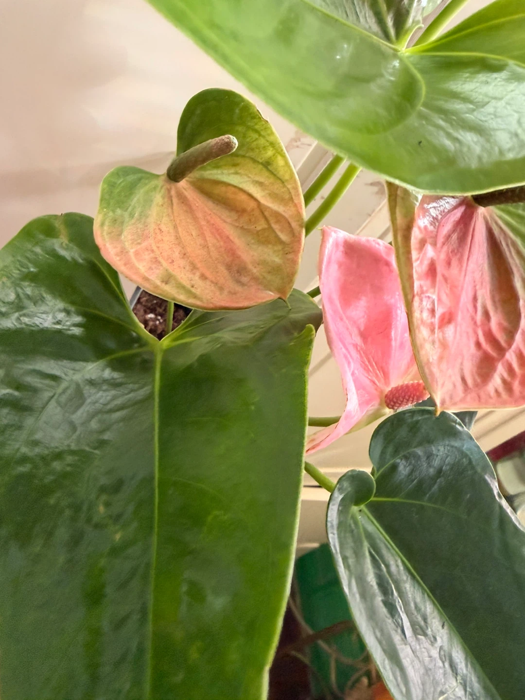 Anthurium - photo 5