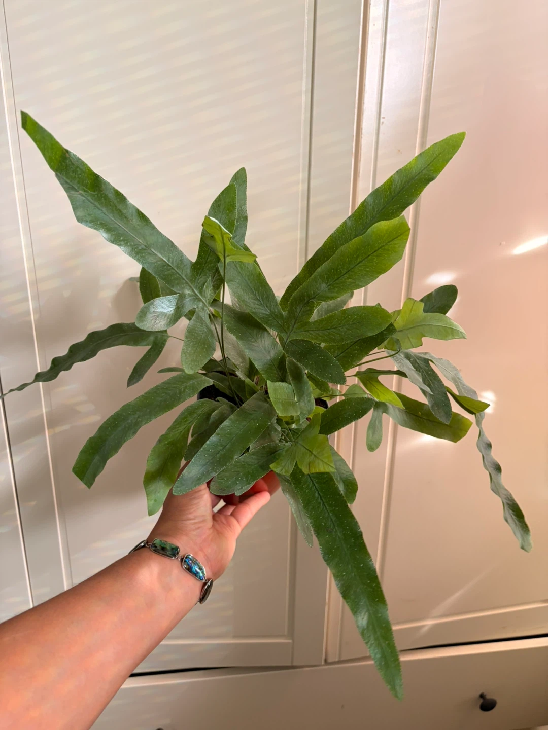 Fern