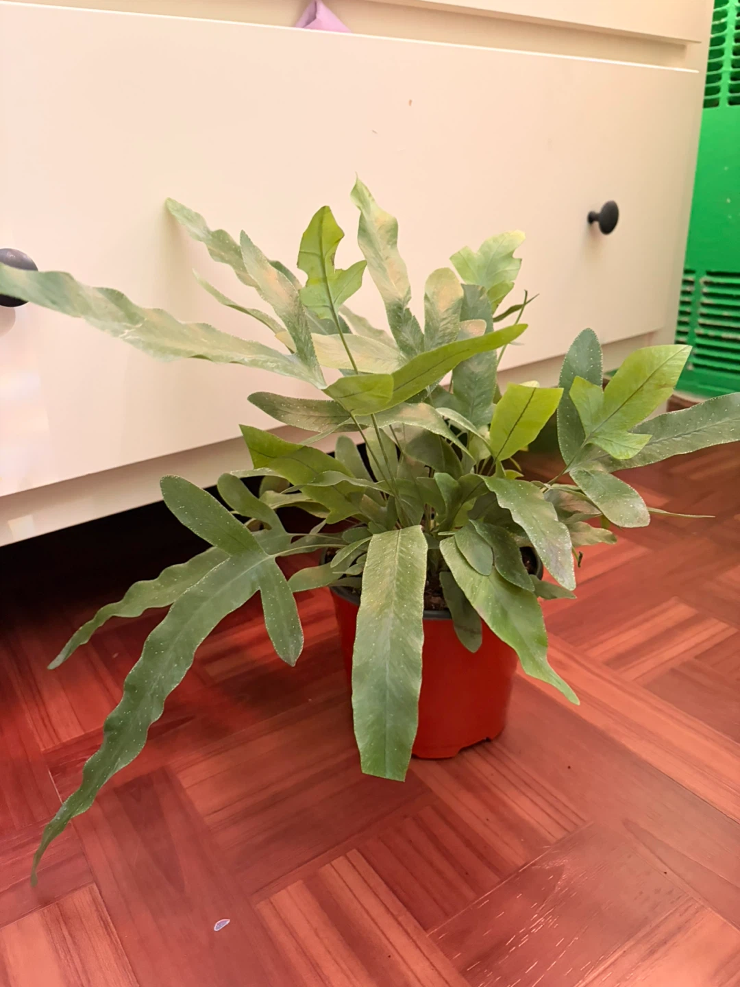 Fern - photo 2