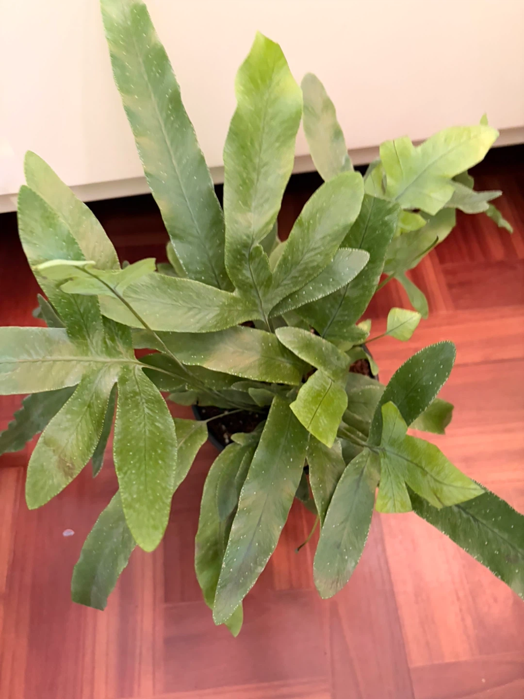 Fern - photo 4