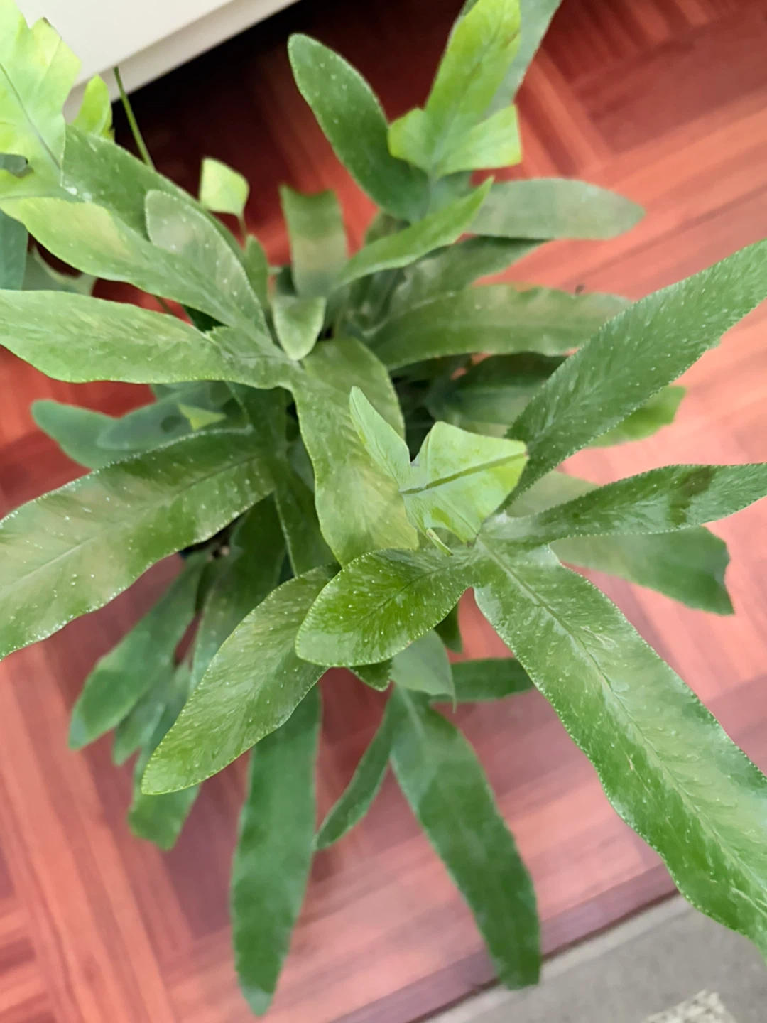 Fern - photo 5