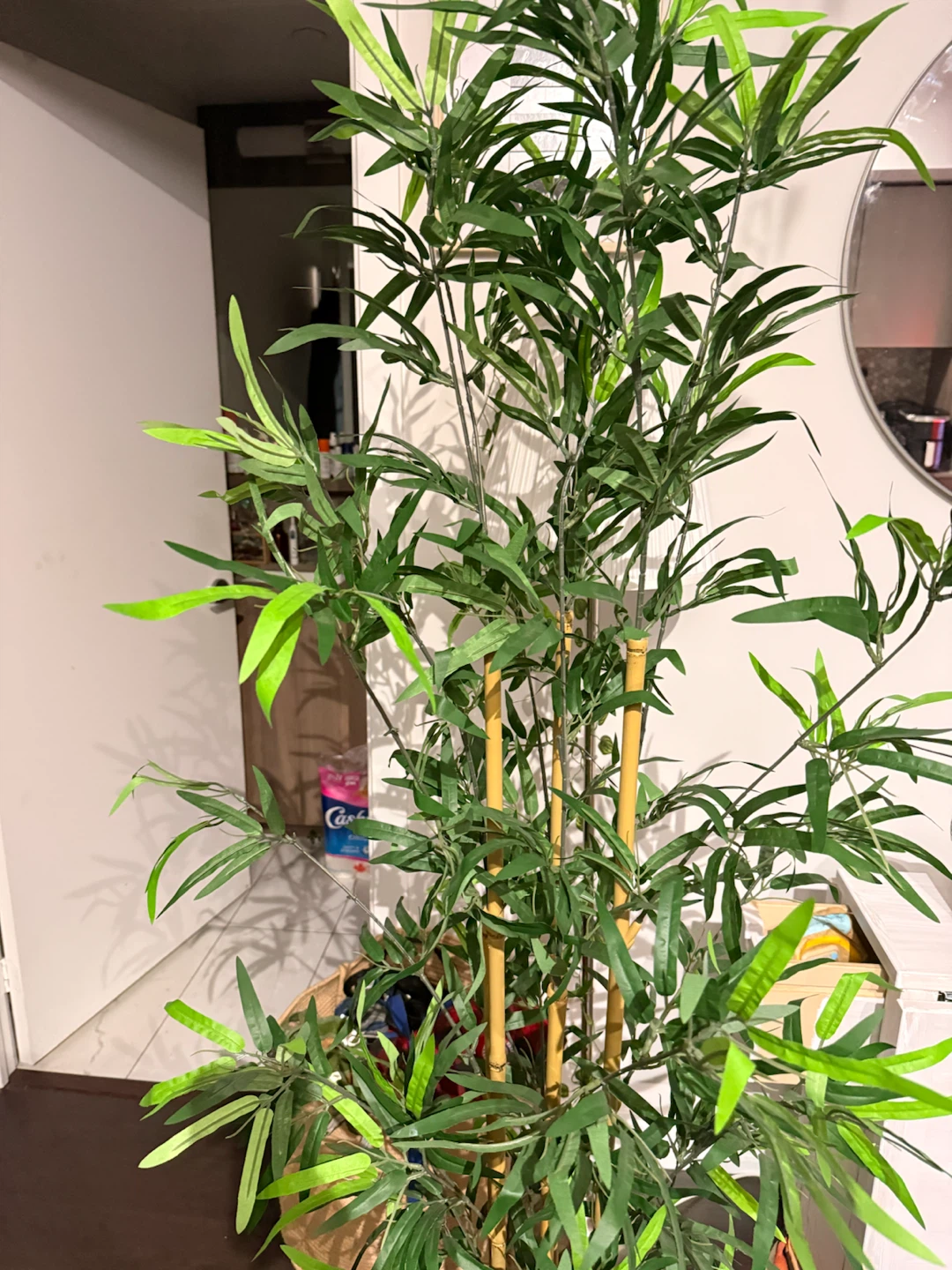 Ikea Bamboo plant