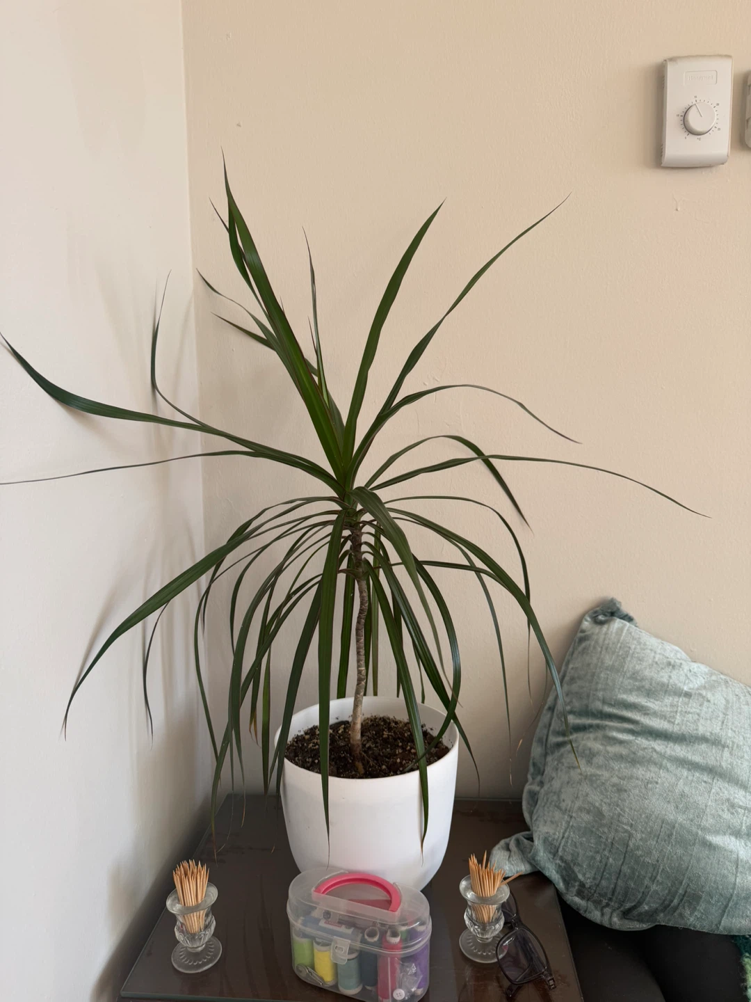 Dracaena Marginata plant in white pot