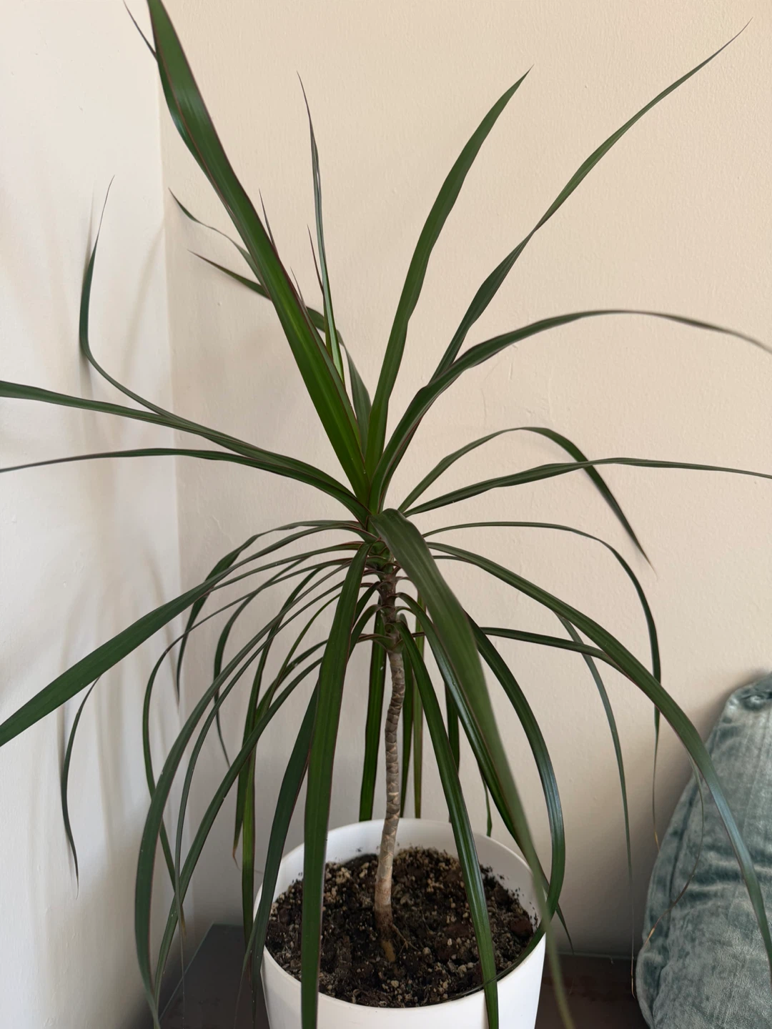 Dracaena Marginata plant in white pot - photo 2