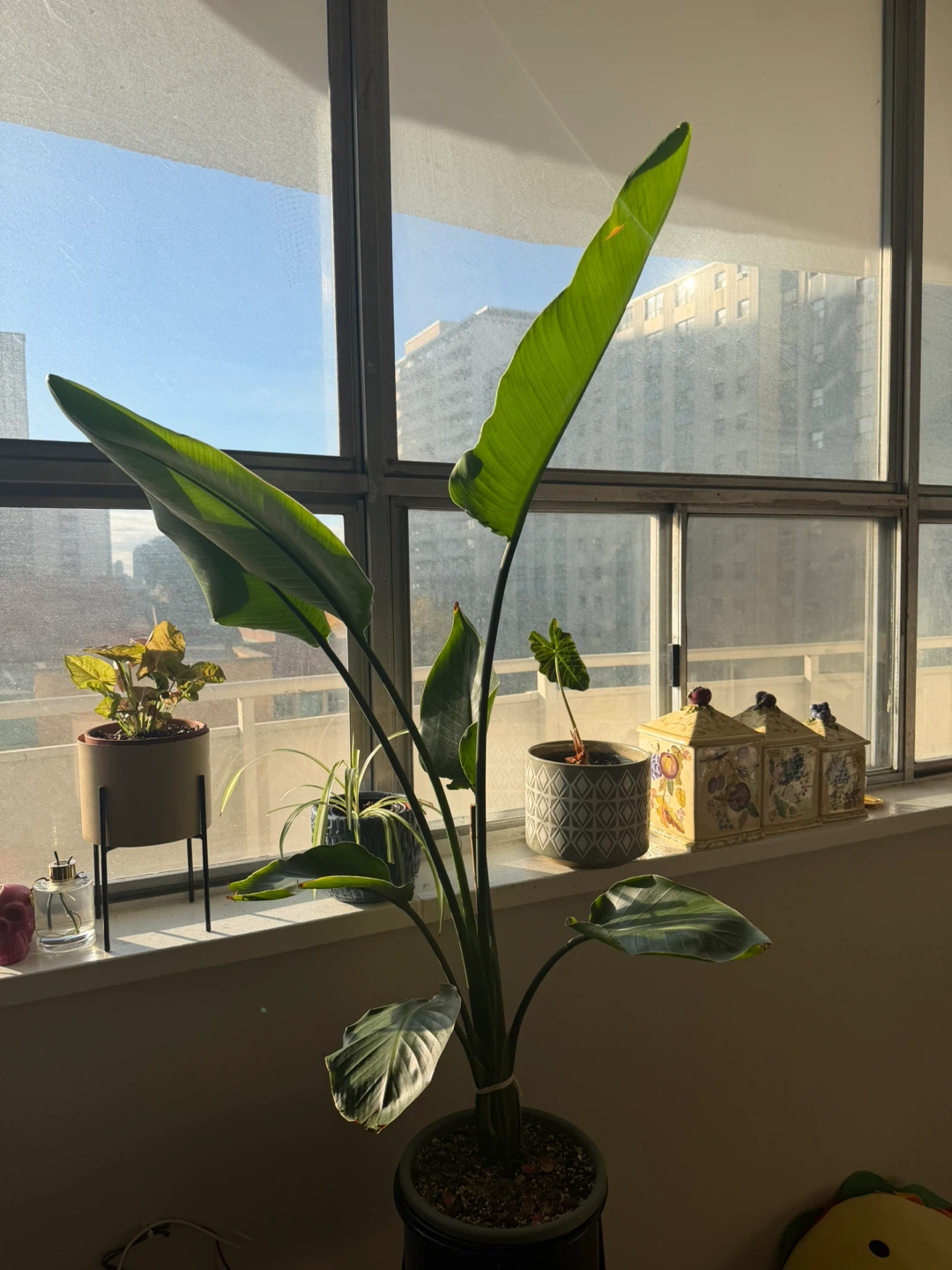 Bird of Paradise Plant