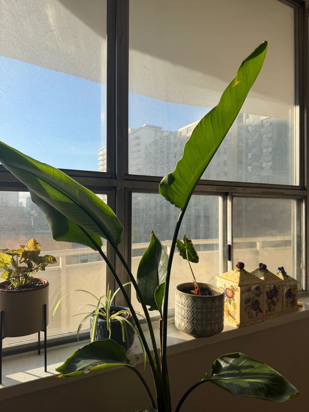 Bird of Paradise Plant - photo 2