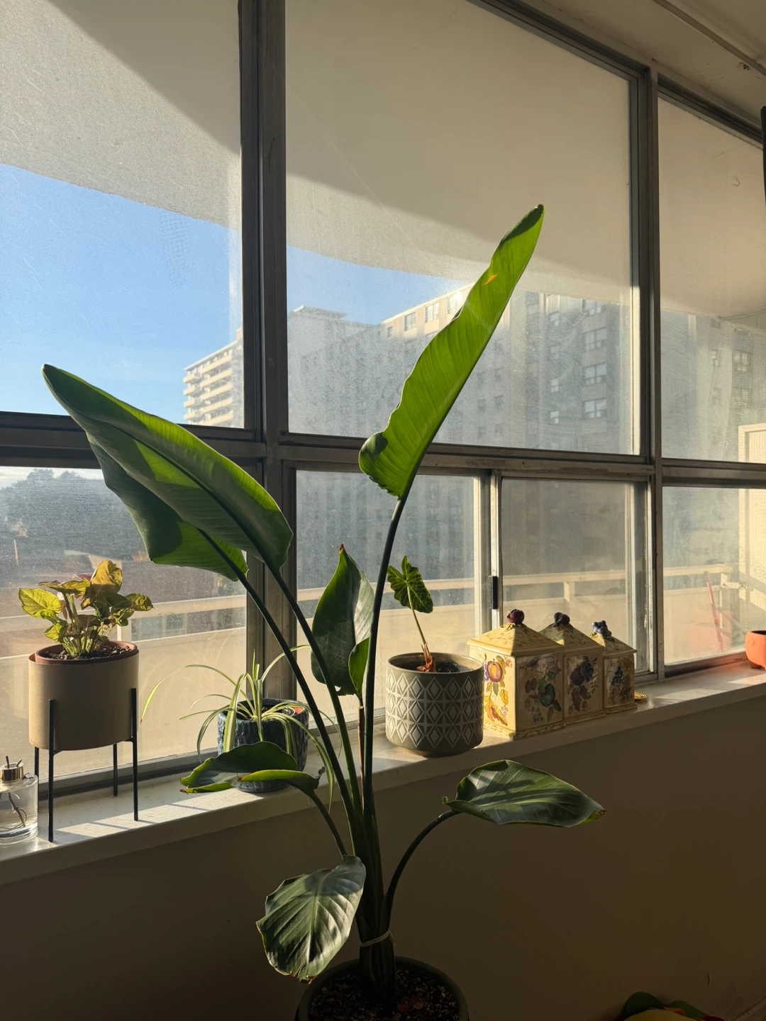 Bird of Paradise Plant - photo 3