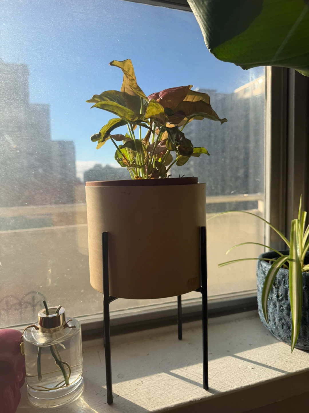 Syngonium Pink Allusion in Planter