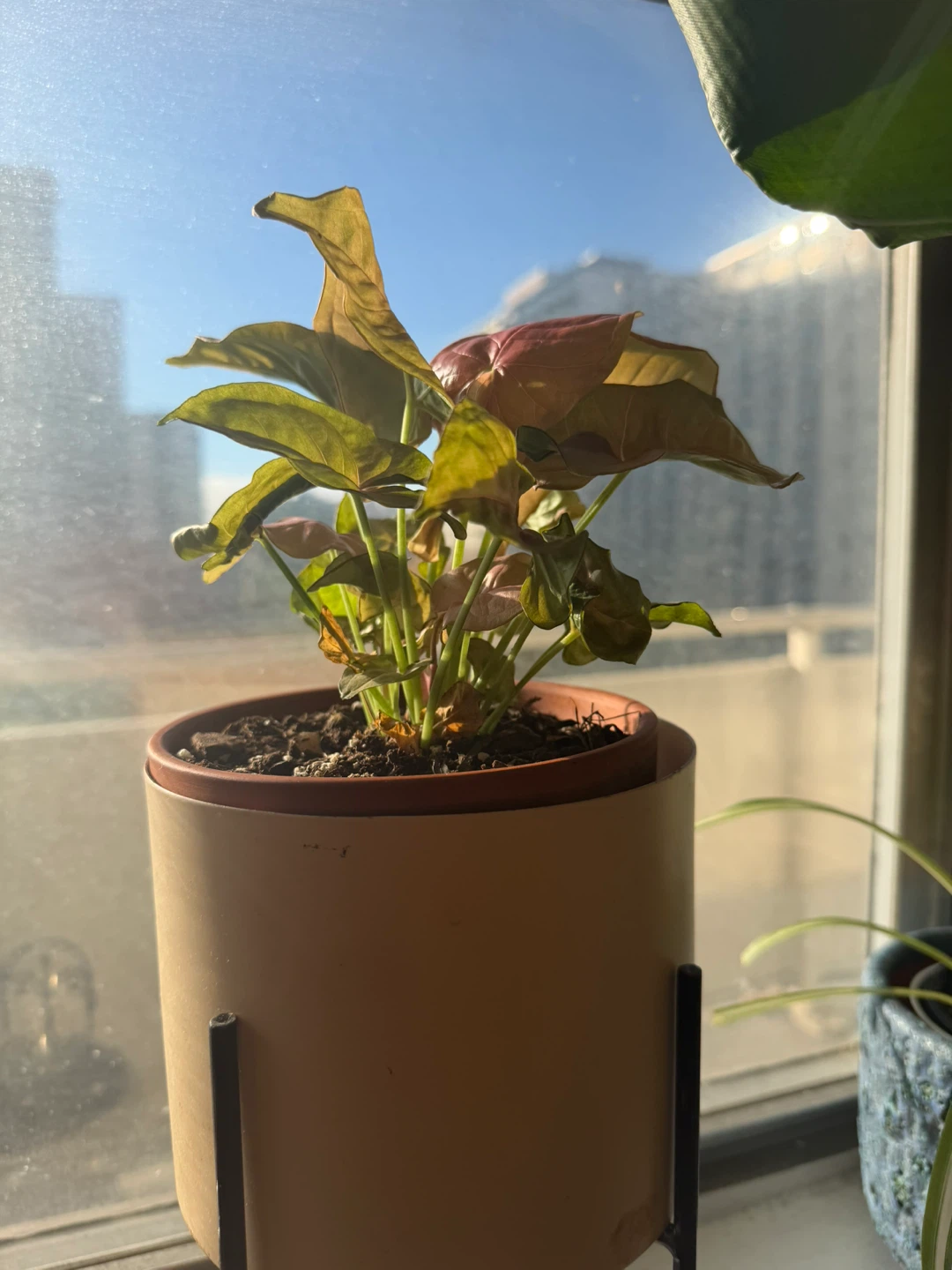 Syngonium Pink Allusion in Planter - photo 2