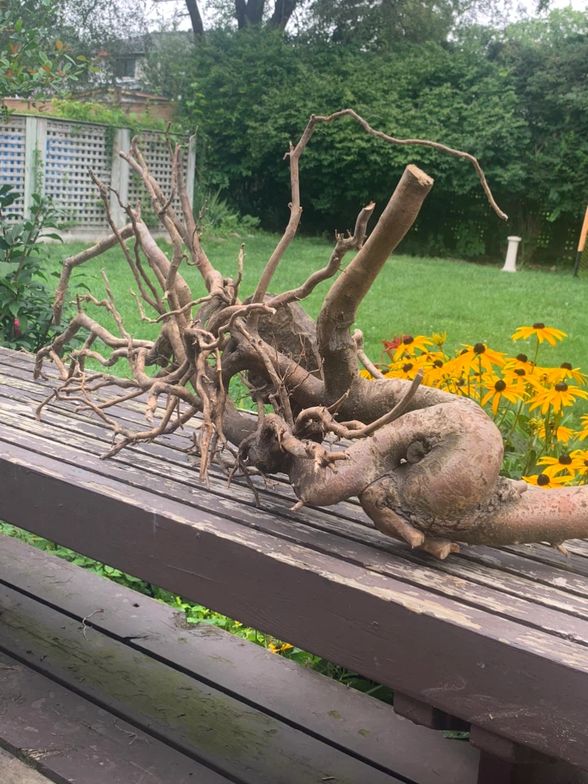 Large Aquarium Driftwood Piece - photo 3