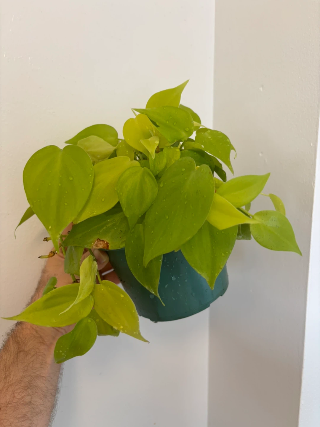 Lemon-Lime Philodendron Cordatum