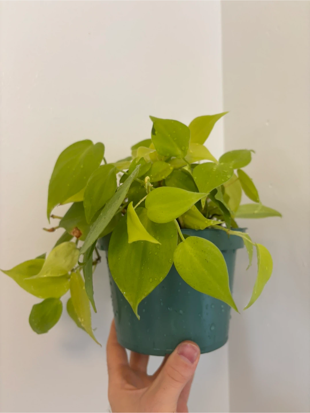 Lemon-Lime Philodendron Cordatum - photo 2