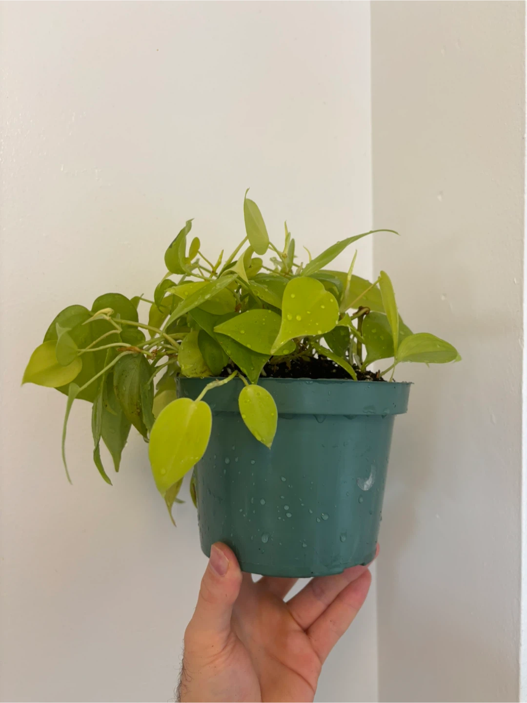Lemon-Lime Philodendron Cordatum - photo 3