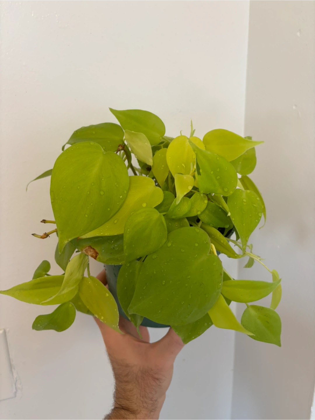 Lemon-Lime Philodendron Cordatum - photo 4
