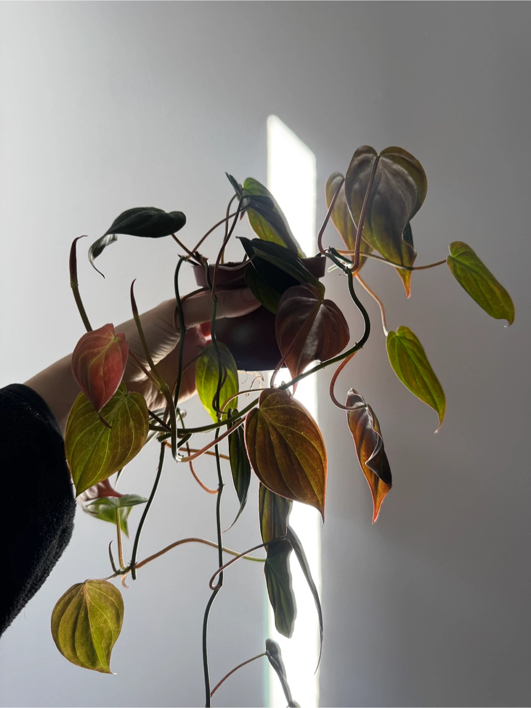 Philodendron micans