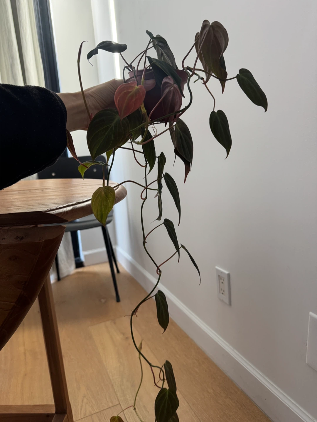 Philodendron micans - photo 2