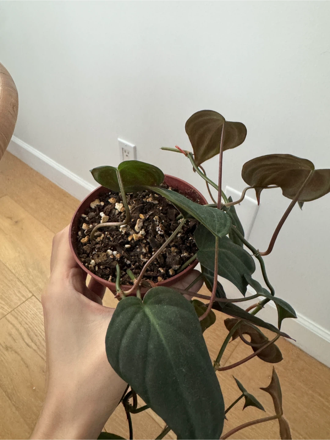Philodendron micans - photo 3