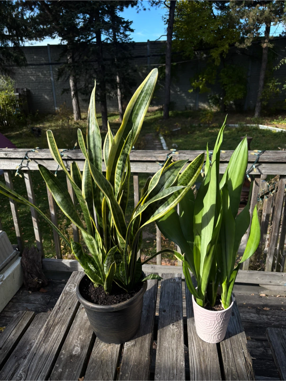 Two Snake Plants (Sansevieria)