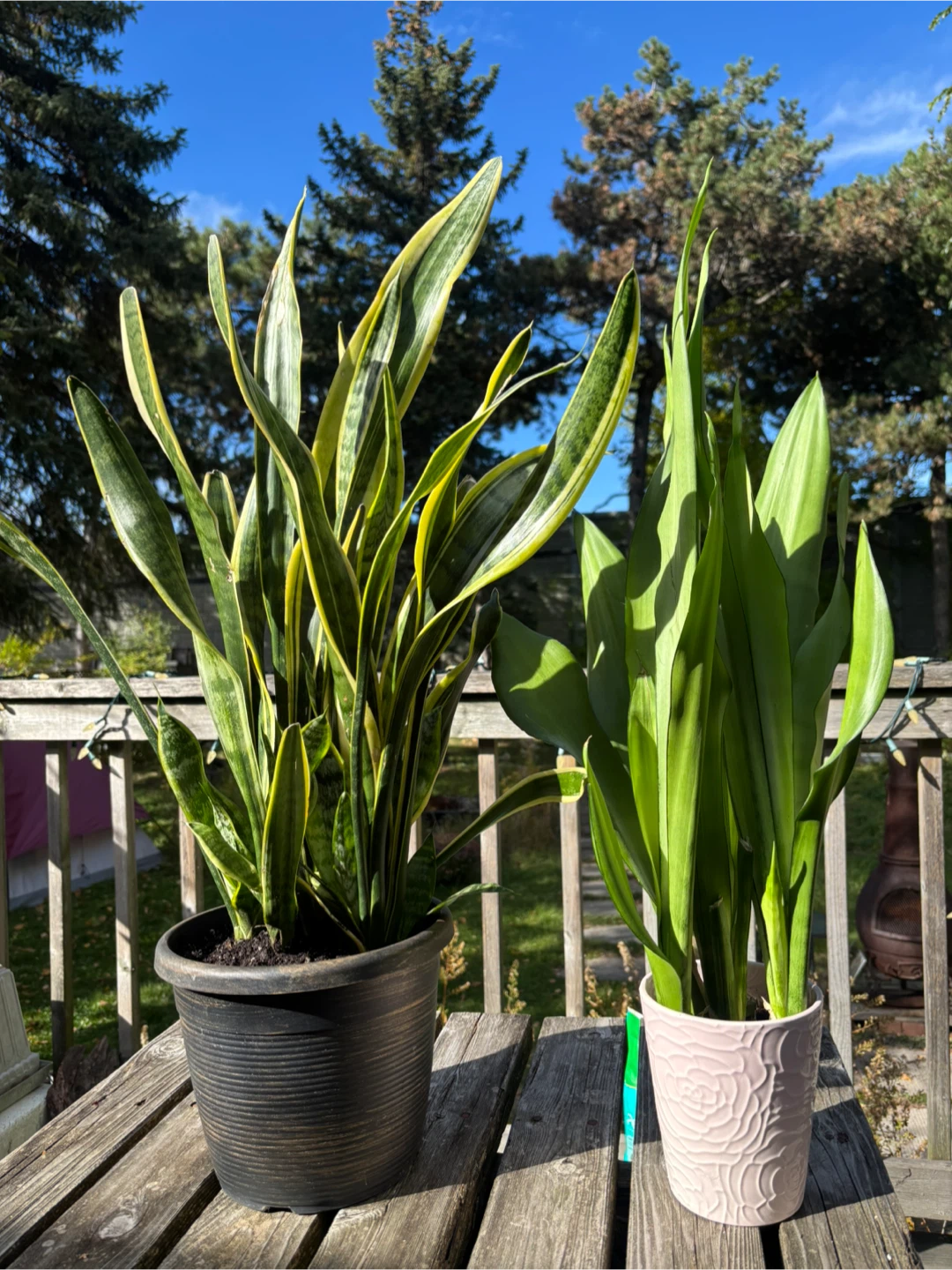 Two Snake Plants (Sansevieria) - photo 2