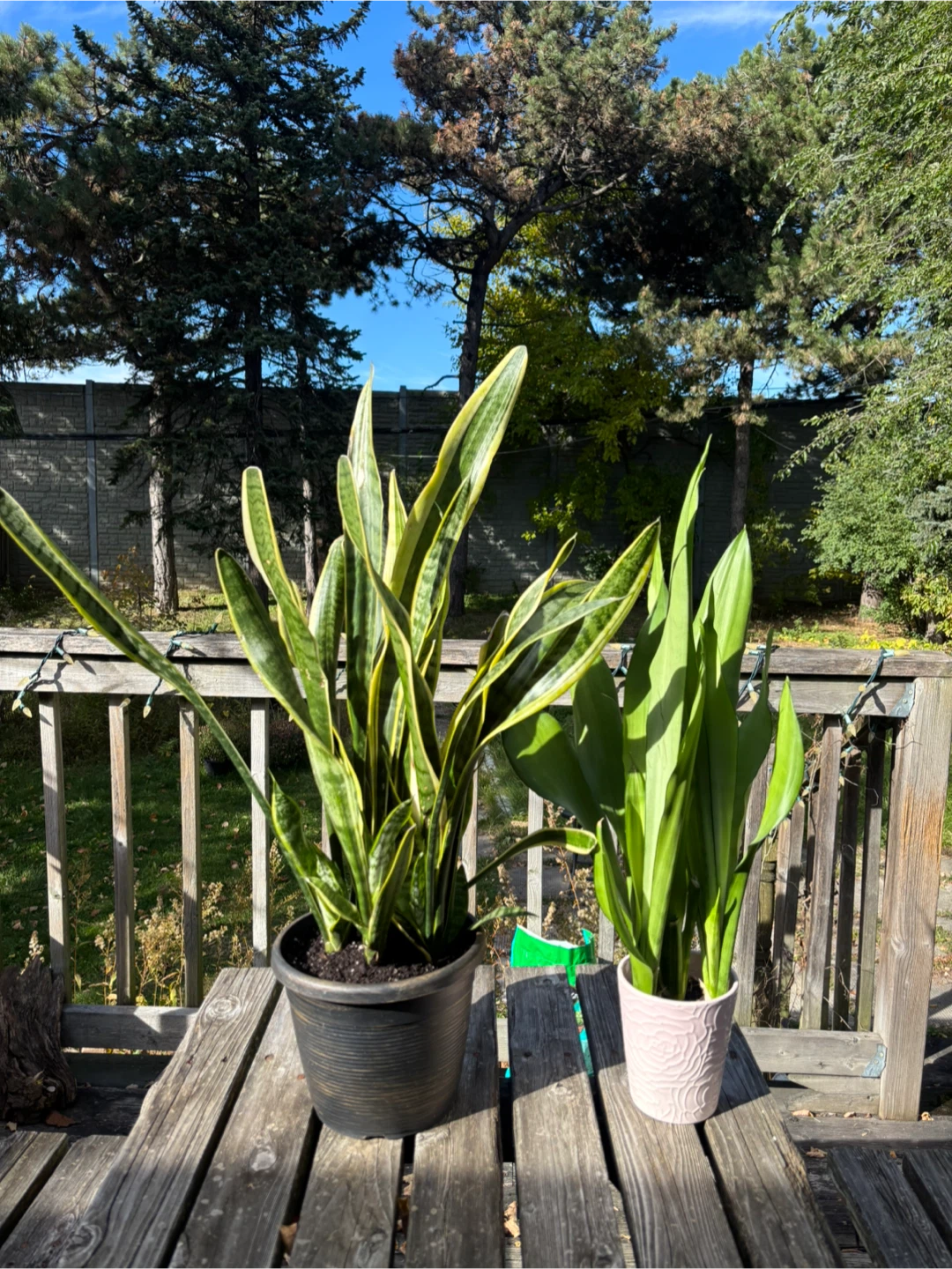 Two Snake Plants (Sansevieria) - photo 3