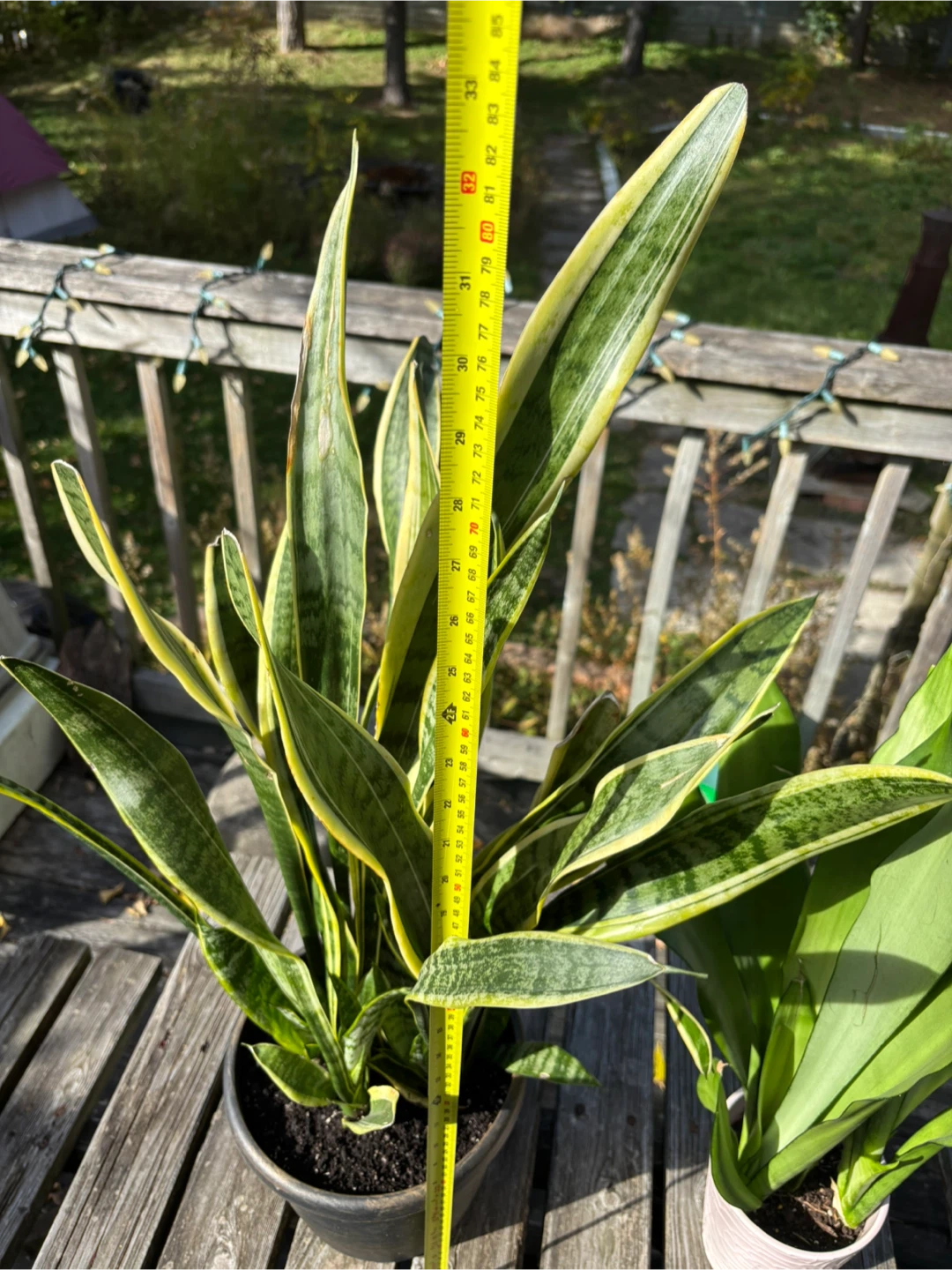 Two Snake Plants (Sansevieria) - photo 4