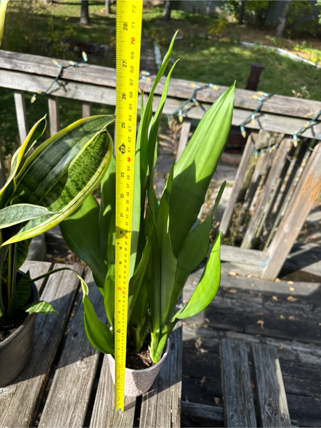 Two Snake Plants (Sansevieria) - photo 5