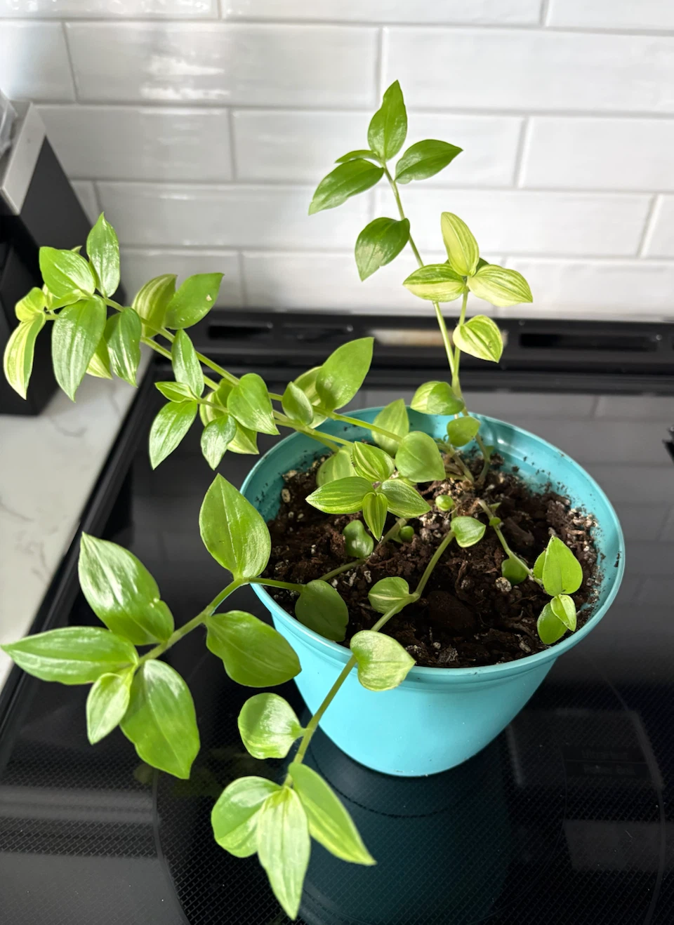 Tradescantia Inch Plants