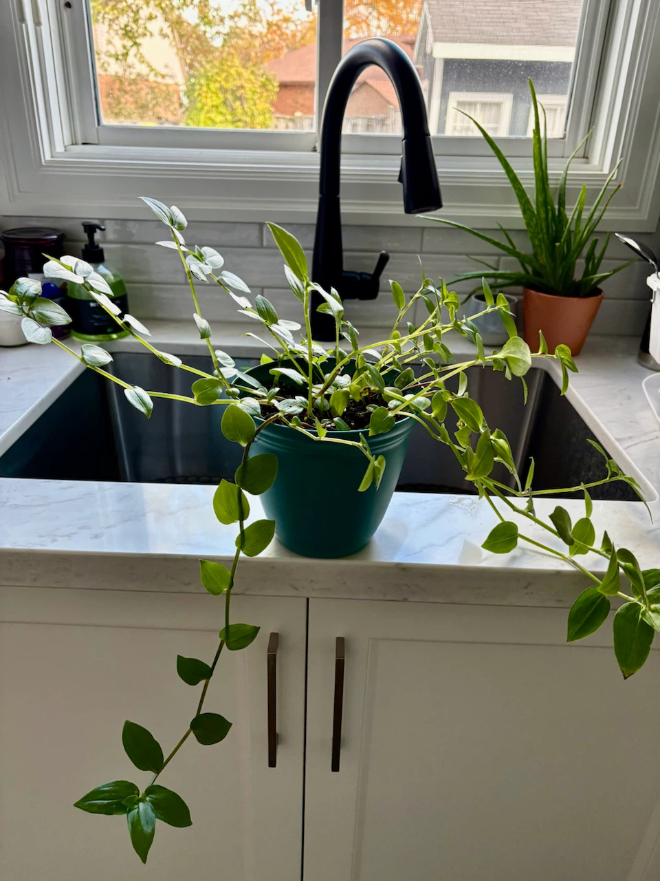 Tradescantia Inch Plants - photo 2