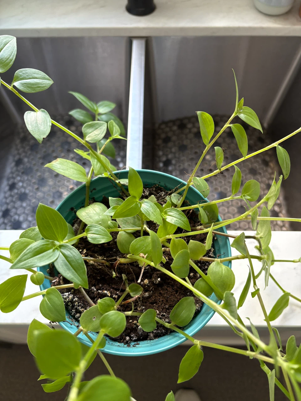 Tradescantia Inch Plants - photo 3