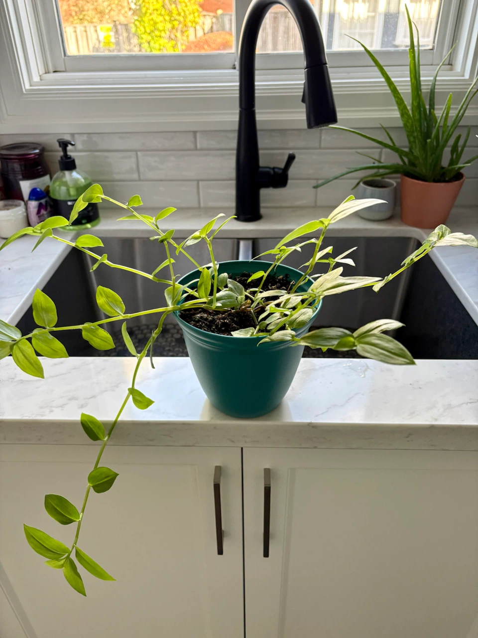Tradescantia Inch Plants - photo 4