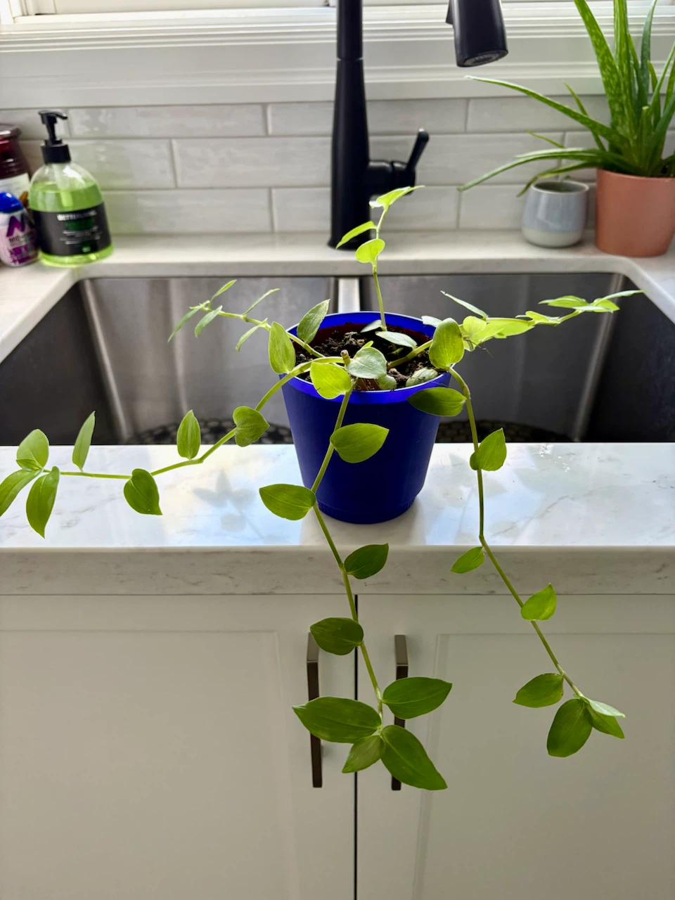 Tradescantia Inch Plants - photo 5