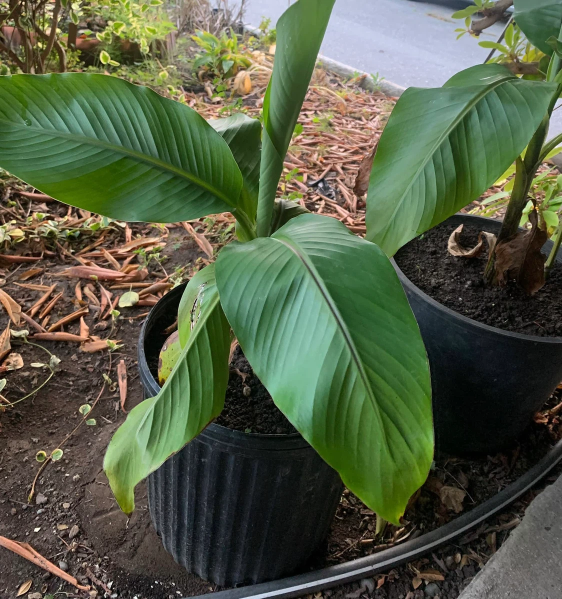 Banana Plant