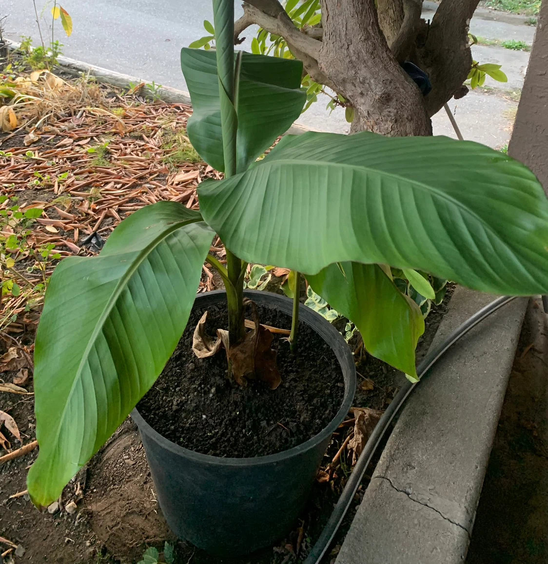 Banana Plant - photo 2