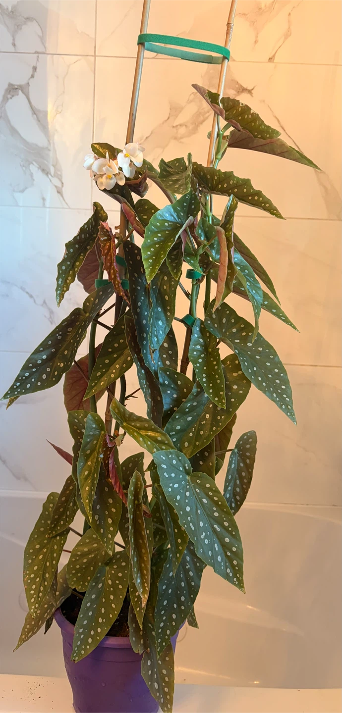 Flowering Polka Dot Begonia Plant