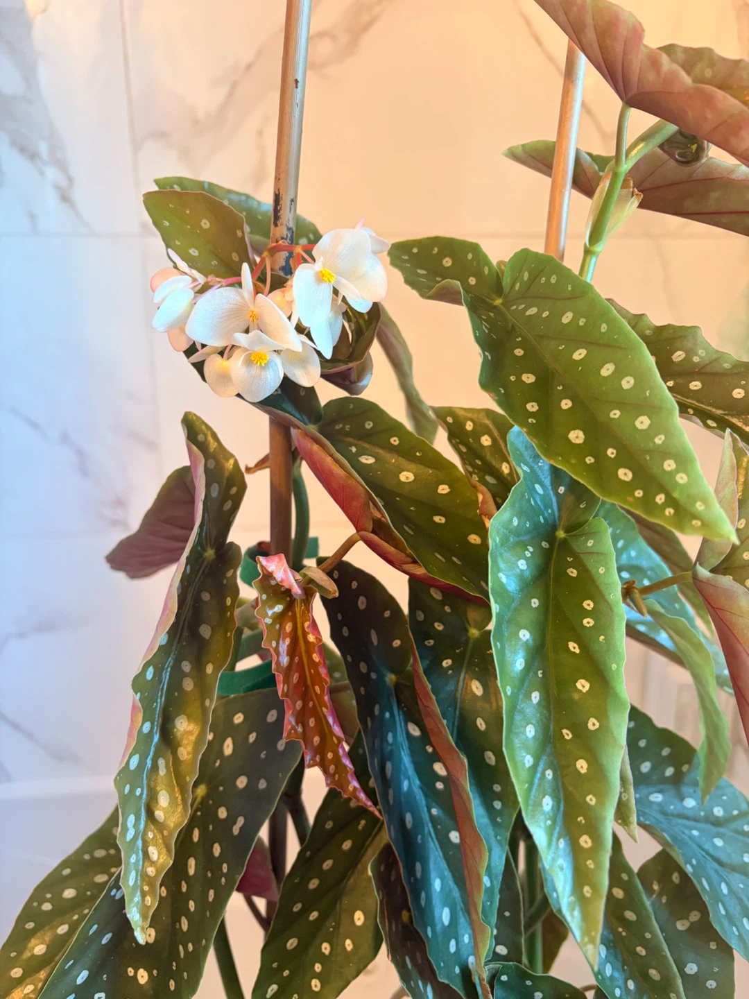 Flowering Polka Dot Begonia Plant - photo 2