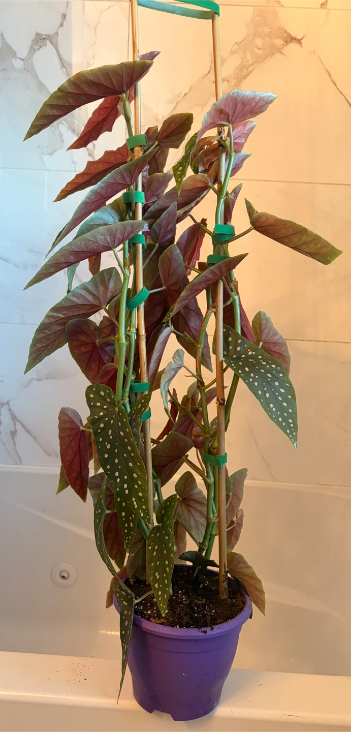 Flowering Polka Dot Begonia Plant - photo 3