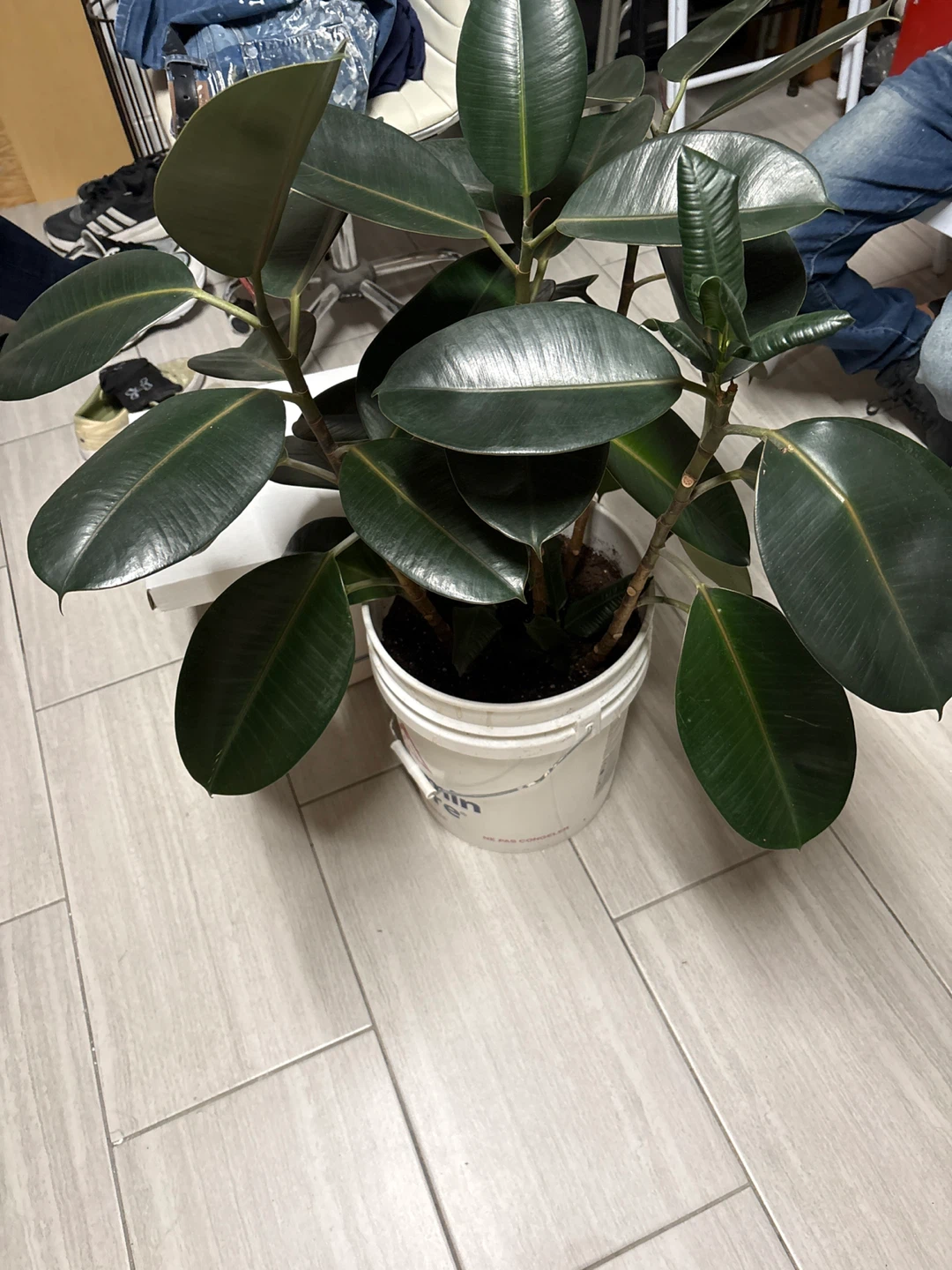 Large Rubber Plant