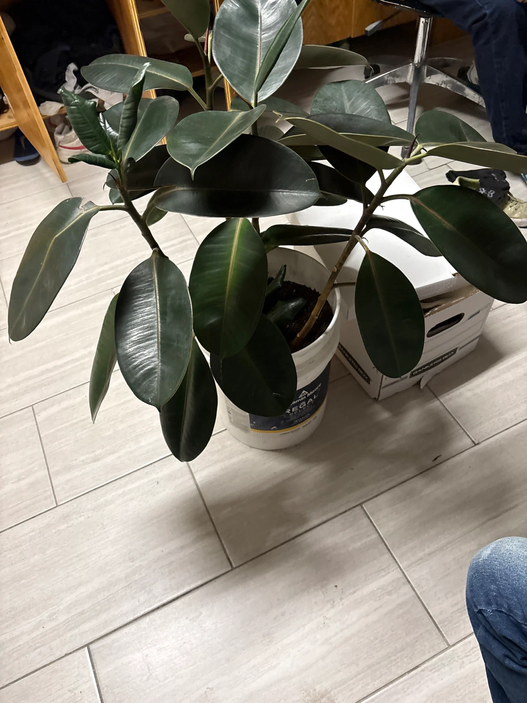 Large Rubber Plant - photo 2