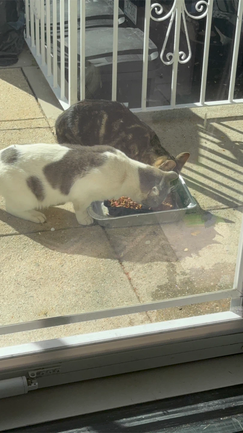 Cat Food needed
