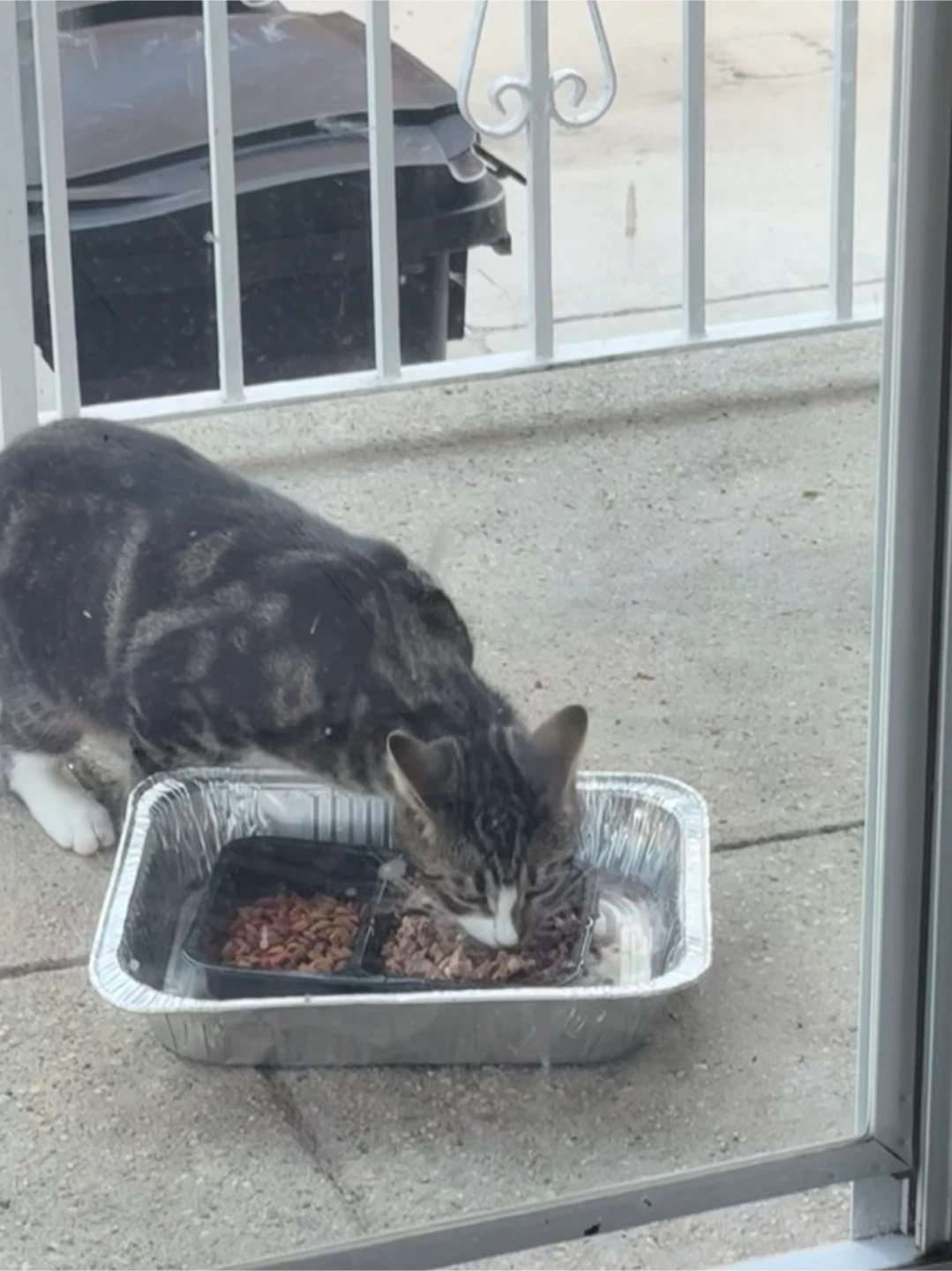 Cat Food needed - photo 2