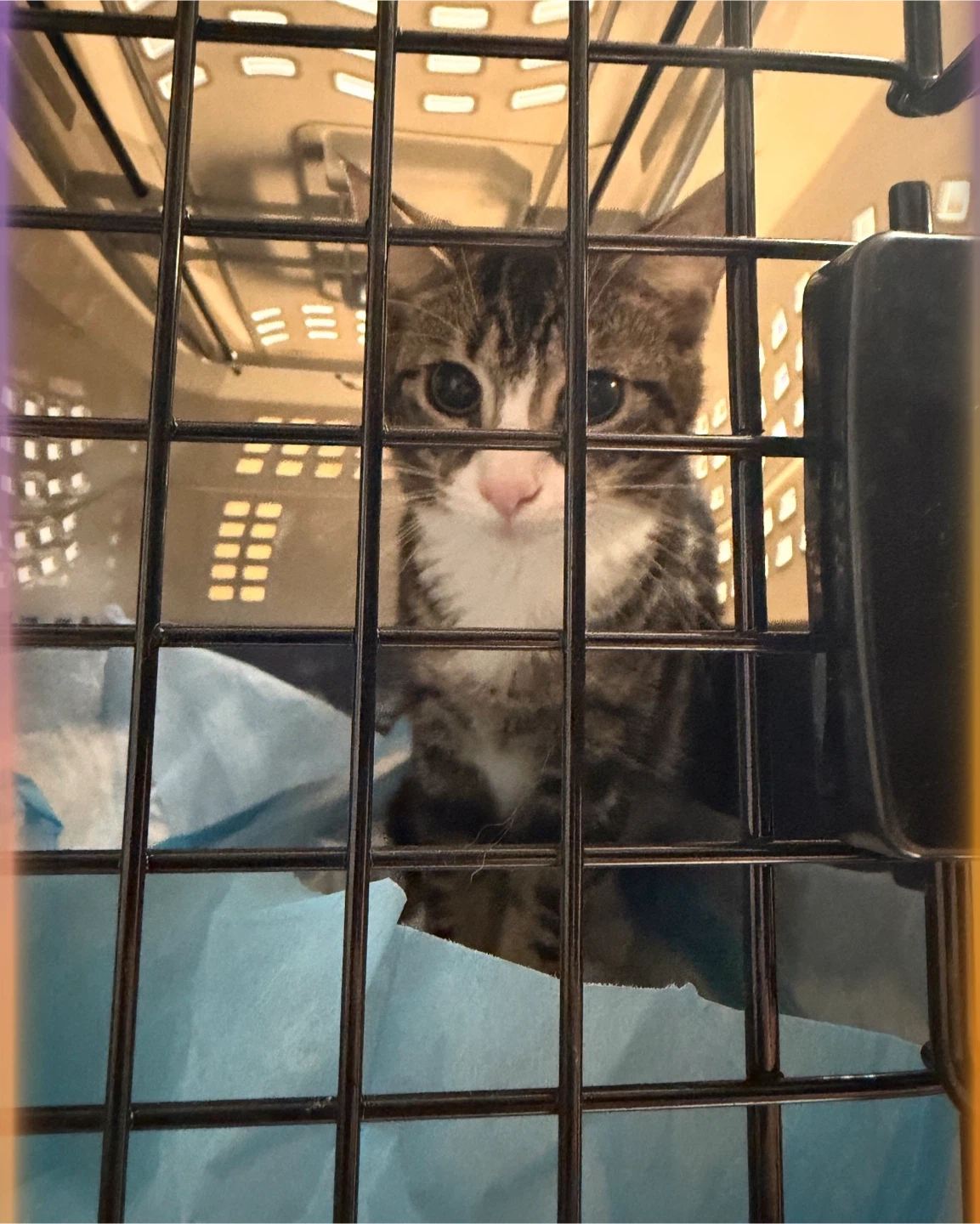 Cat Food needed - photo 3