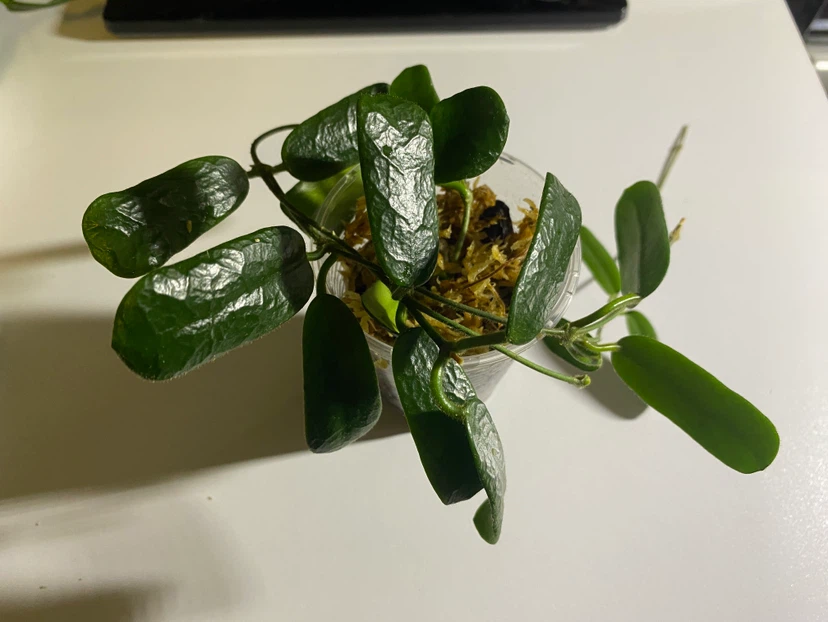Hoya Rotundiflora/Square Leaf Hoya