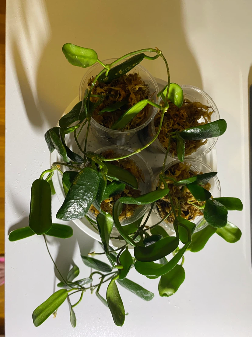 Hoya Rotundiflora/Square Leaf Hoya - photo 2