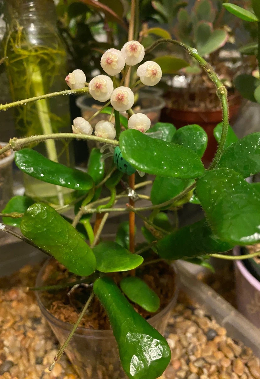 Hoya Rotundiflora/Square Leaf Hoya - photo 3