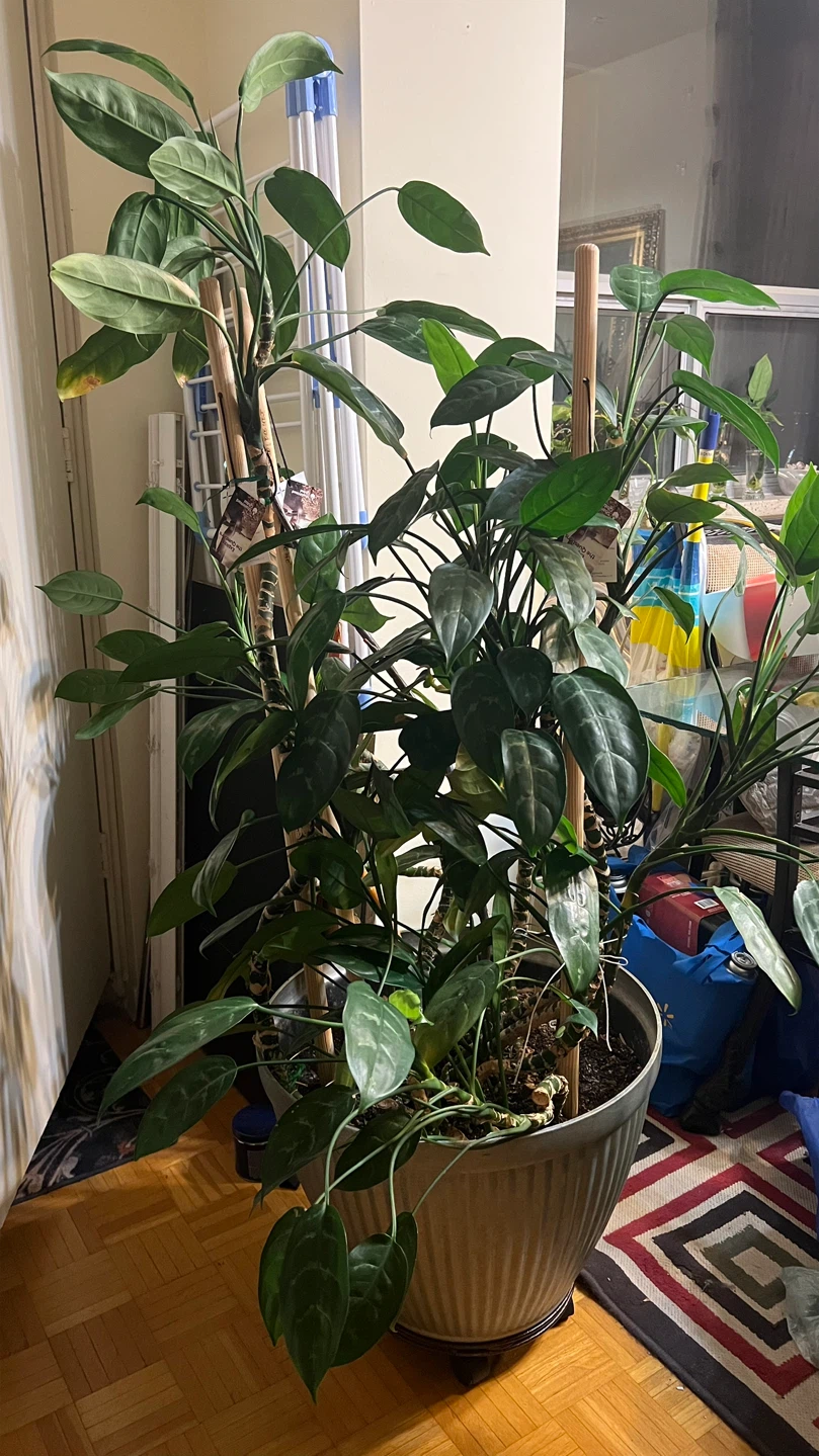 Large Aglaonema Plant in Decorative Pot
